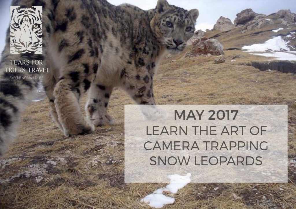 snow leopard